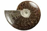 Polished Ammonite Fossil - Madagascar #191508-1